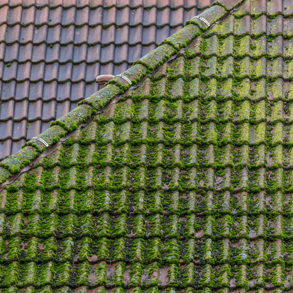 Algae and Moss Removal Service from APT ICC