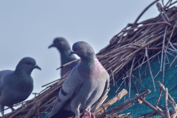 Bird Foul Cleaning Services from APT ICC