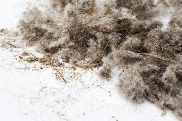 Dust Removal Cleaning Services from APT ICC