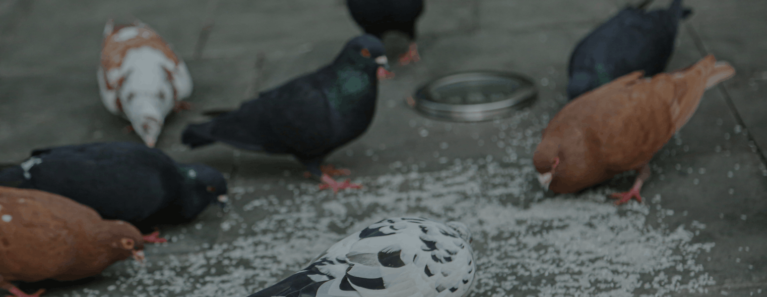 Bird Foul Cleaning Service from APT ICC