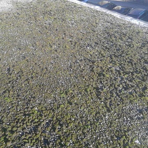 Roof Moss Removal at Dolphin Tring